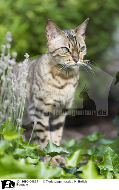 Bengale / Bengal Cat / HBO-04837