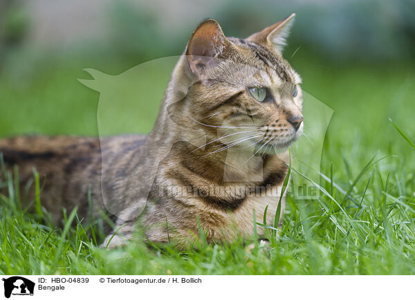 Bengale / Bengal Cat / HBO-04839