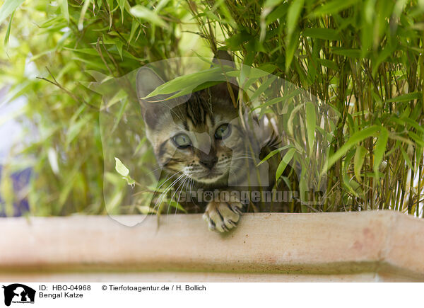 Bengal Katze / Bengal Cat / HBO-04968