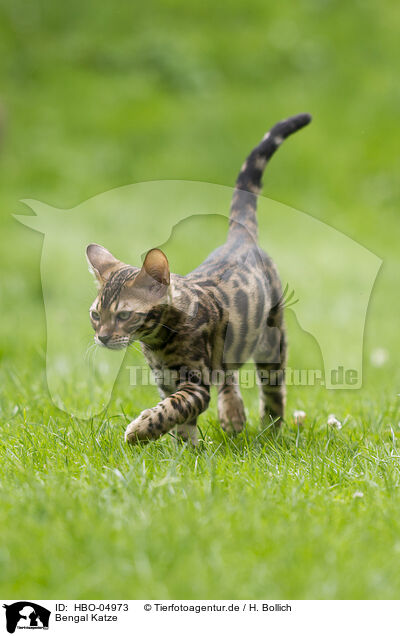 Bengal Katze / Bengal Cat / HBO-04973
