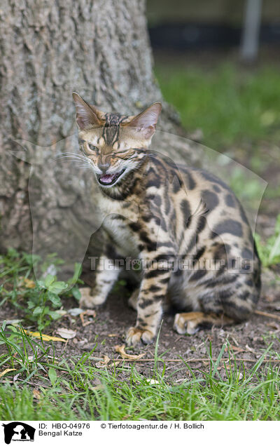 Bengal Katze / Bengal Cat / HBO-04976