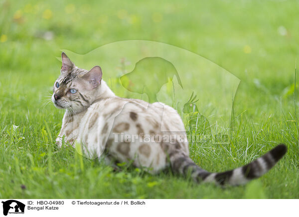 Bengal Katze / Bengal Cat / HBO-04980