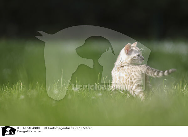 Bengal Ktzchen / Bengal Kitten / RR-104300