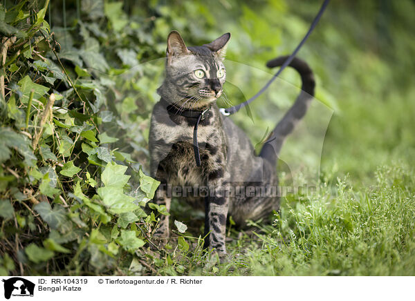 Bengal Katze / Bengal Cat / RR-104319