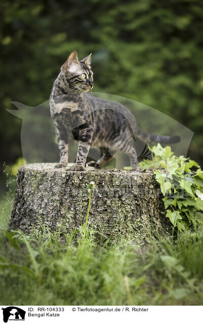 Bengal Katze / Bengal Cat / RR-104333
