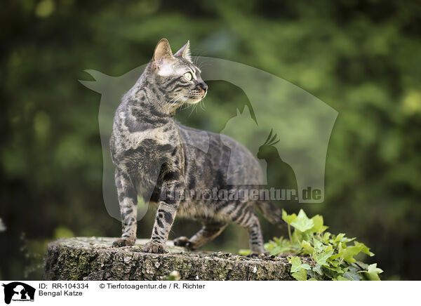 Bengal Katze / Bengal Cat / RR-104334