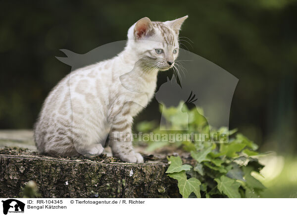 Bengal Ktzchen / Bengal Kitten / RR-104345