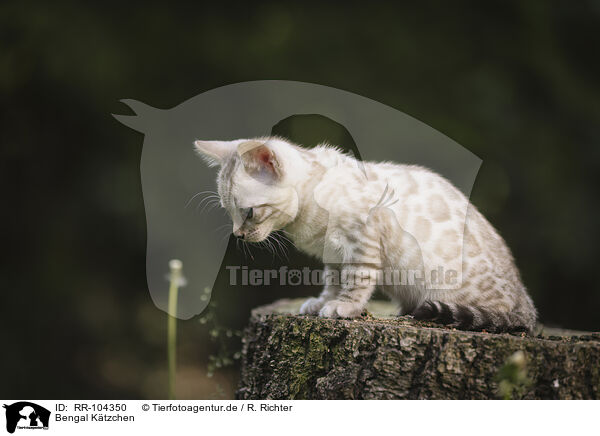 Bengal Ktzchen / Bengal Kitten / RR-104350