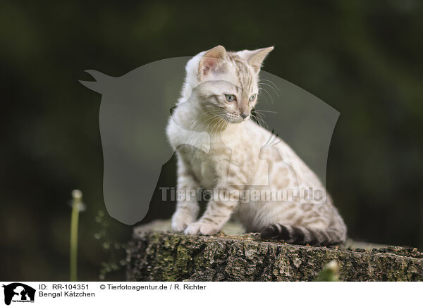 Bengal Ktzchen / Bengal Kitten / RR-104351