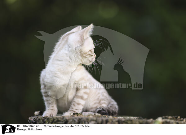 Bengal Ktzchen / Bengal Kitten / RR-104378