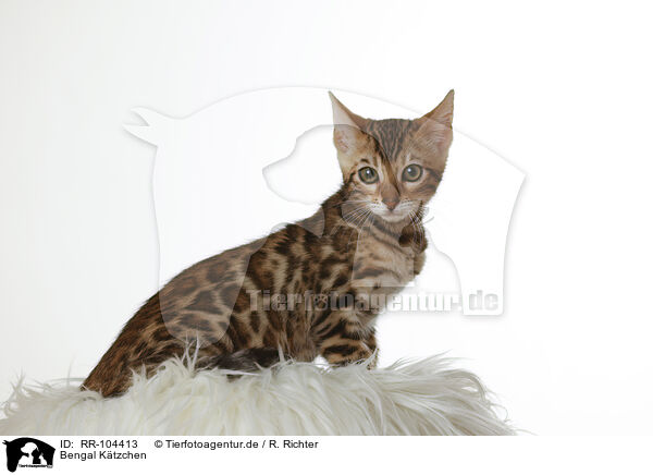 Bengal Ktzchen / Bengal Kitten / RR-104413