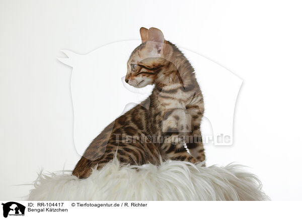 Bengal Ktzchen / Bengal Kitten / RR-104417