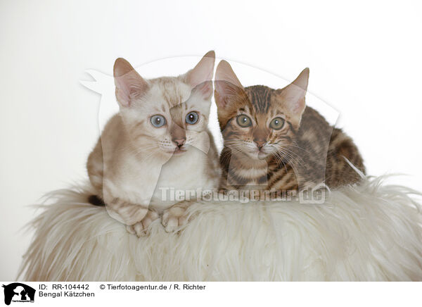Bengal Ktzchen / Bengal Kitten / RR-104442