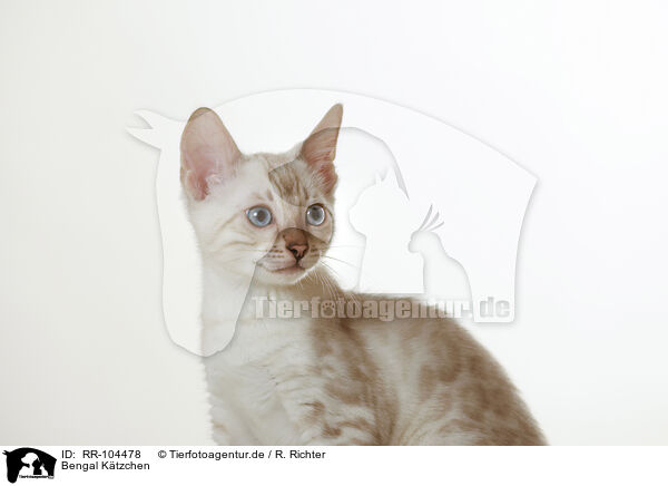 Bengal Ktzchen / Bengal Kitten / RR-104478