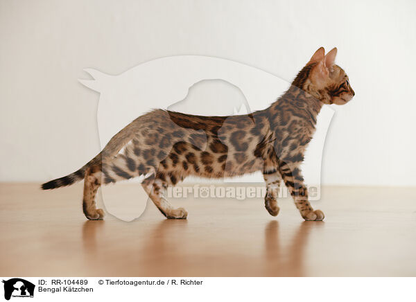 Bengal Ktzchen / Bengal Kitten / RR-104489