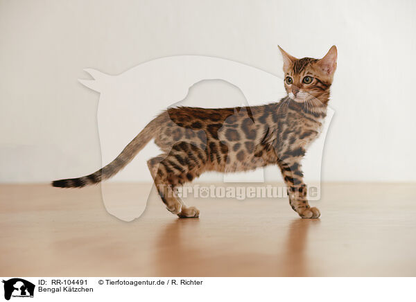 Bengal Ktzchen / Bengal Kitten / RR-104491