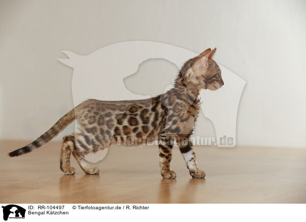 Bengal Ktzchen / Bengal Kitten / RR-104497