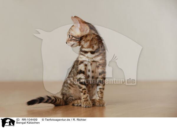 Bengal Ktzchen / Bengal Kitten / RR-104499