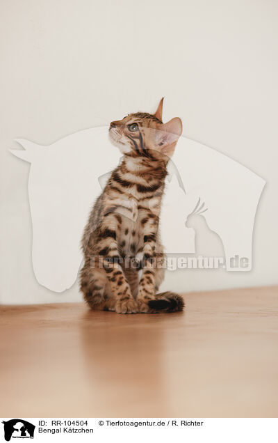 Bengal Ktzchen / Bengal Kitten / RR-104504