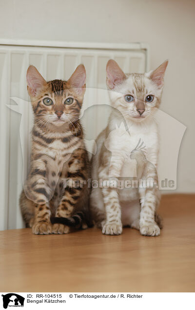 Bengal Ktzchen / Bengal Kitten / RR-104515