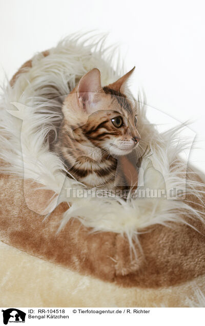 Bengal K�tzchen / Bengal Kitten / RR-104518