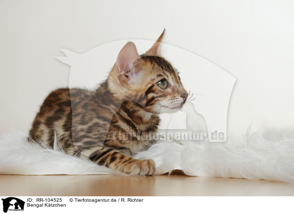 Bengal Ktzchen / Bengal Kitten / RR-104525