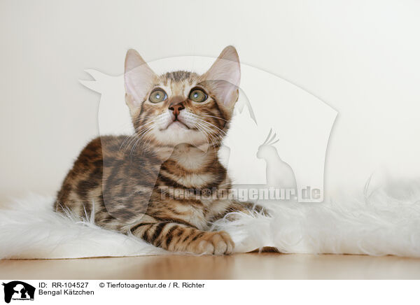 Bengal Ktzchen / Bengal Kitten / RR-104527