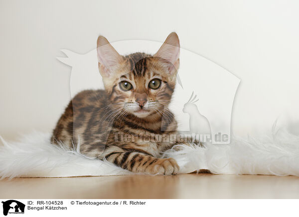 Bengal Ktzchen / Bengal Kitten / RR-104528