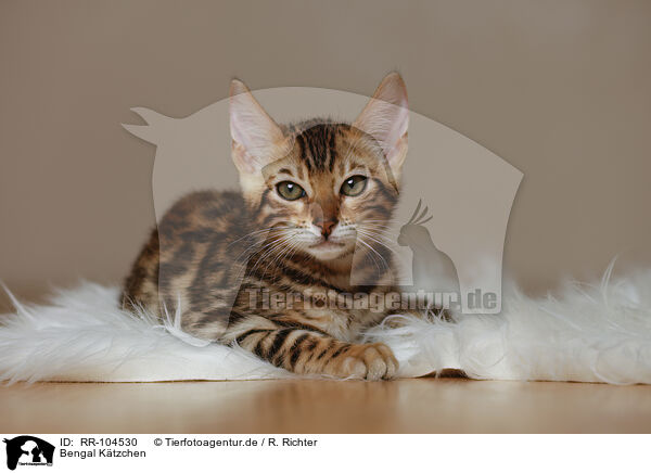 Bengal Ktzchen / Bengal Kitten / RR-104530