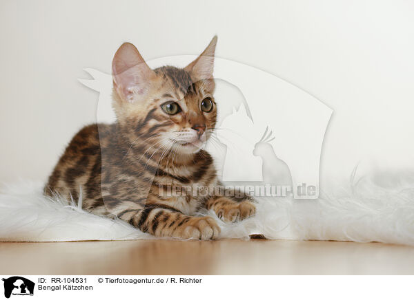 Bengal Ktzchen / Bengal Kitten / RR-104531