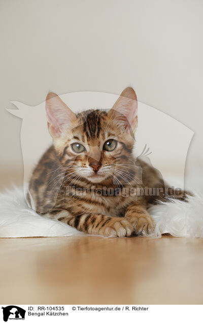Bengal Ktzchen / Bengal Kitten / RR-104535