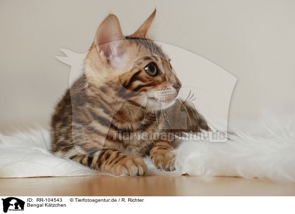 Bengal K�tzchen / RR-104543
