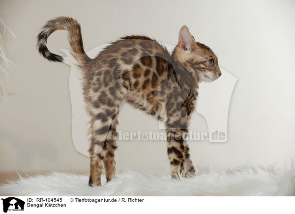 Bengal Ktzchen / Bengal Kitten / RR-104545