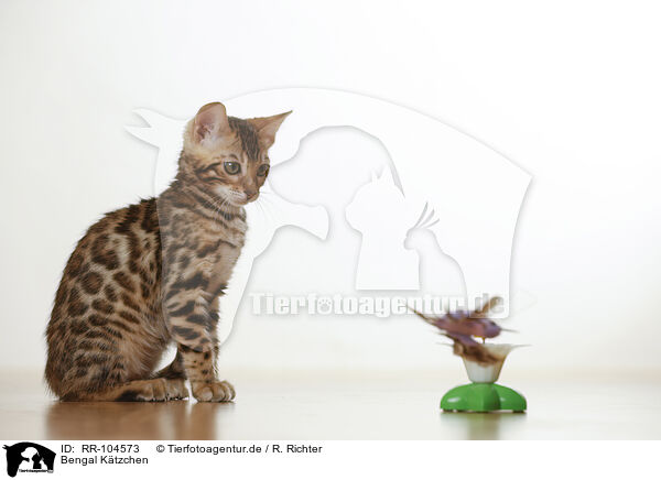 Bengal Ktzchen / Bengal Kitten / RR-104573