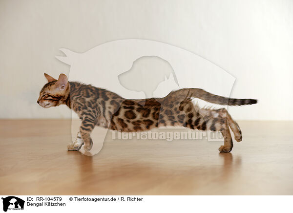 Bengal Ktzchen / Bengal Kitten / RR-104579