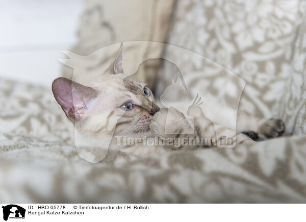 Bengal Katze Ktzchen / Bengal Cat Kitten / HBO-05778