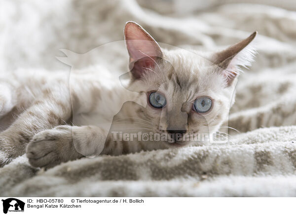 Bengal Katze Ktzchen / Bengal Cat Kitten / HBO-05780