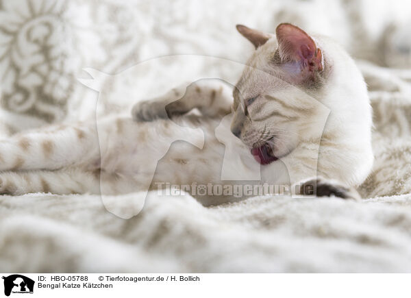Bengal Katze Ktzchen / Bengal Cat Kitten / HBO-05788