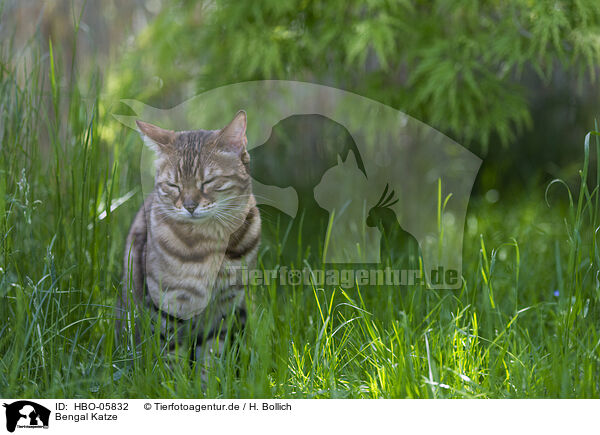 Bengal Katze / Bengal Cat / HBO-05832