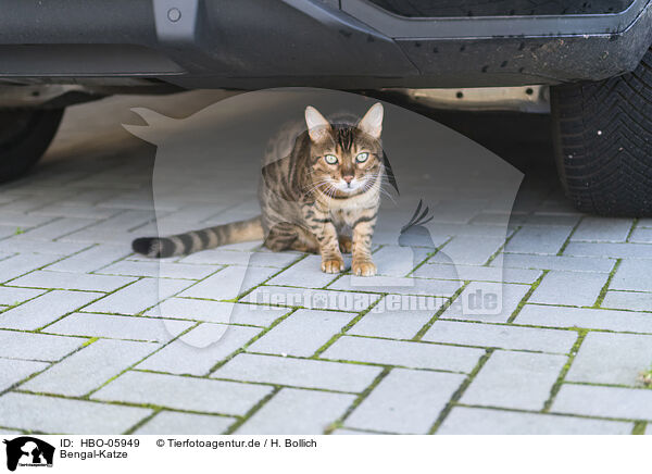 Bengal-Katze / Bengal Cat / HBO-05949