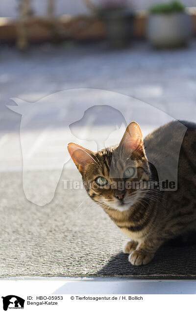 Bengal-Katze / Bengal Cat / HBO-05953