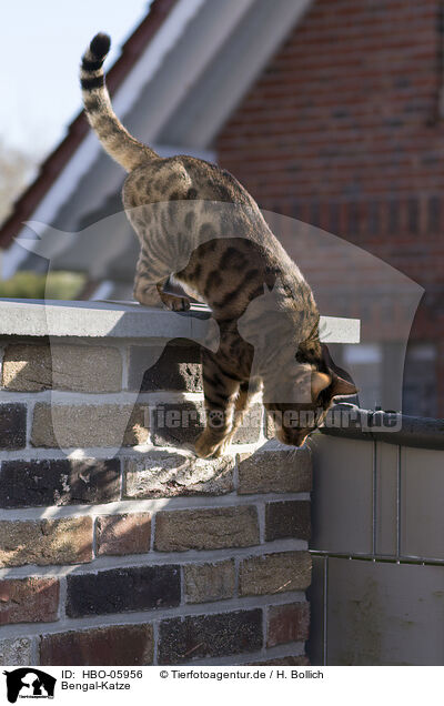 Bengal-Katze / Bengal Cat / HBO-05956