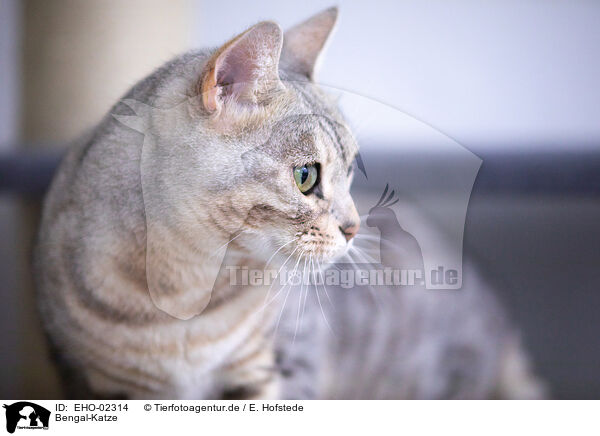 Bengal-Katze / EHO-02314