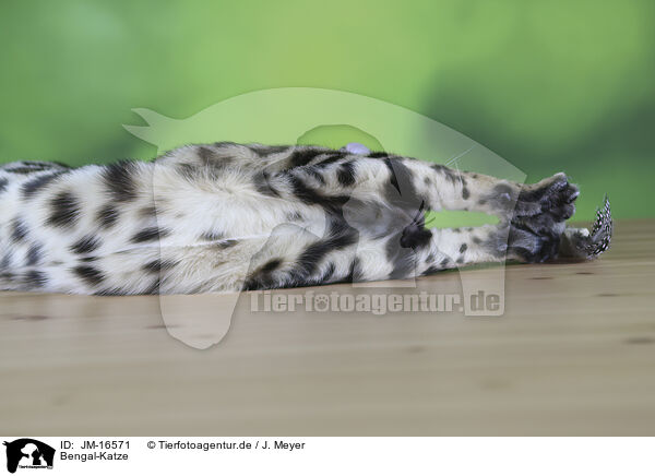 Bengal-Katze / Bengal cat / JM-16571