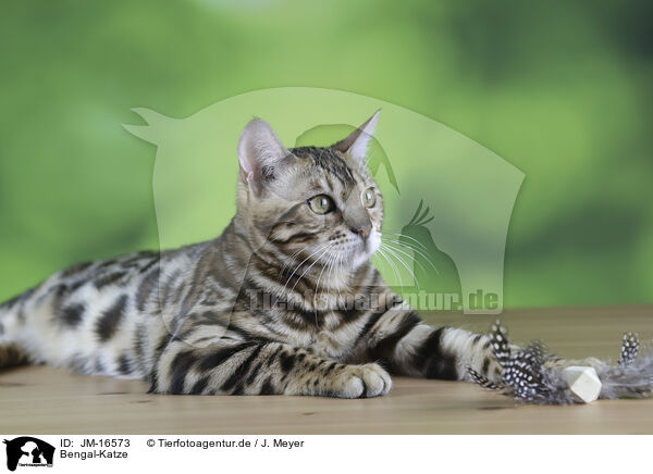 Bengal-Katze / JM-16573