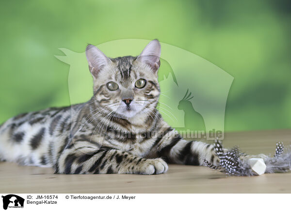 Bengal-Katze / Bengal cat / JM-16574