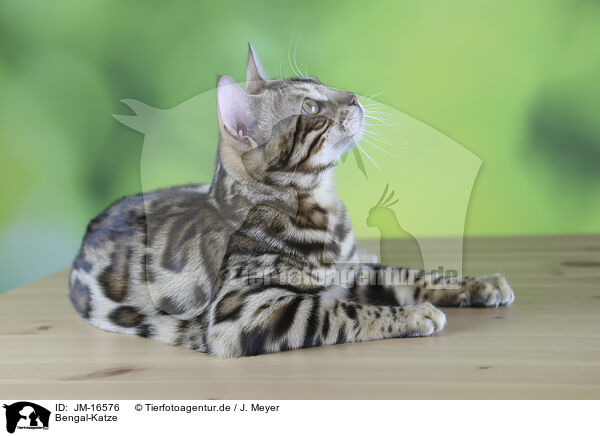 Bengal-Katze / Bengal cat / JM-16576
