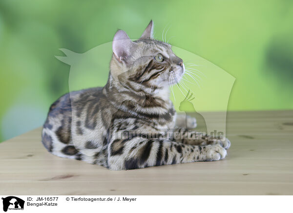 Bengal-Katze / Bengal cat / JM-16577