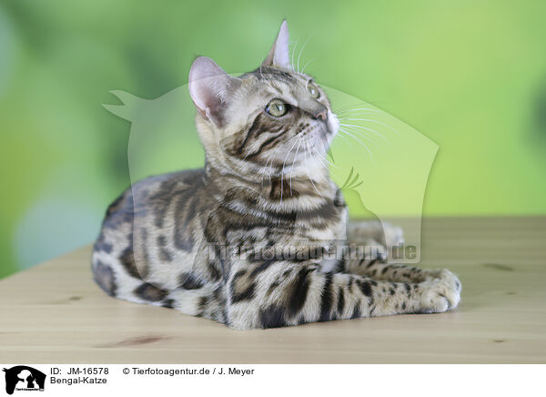 Bengal-Katze / Bengal cat / JM-16578
