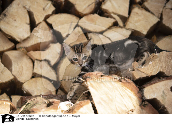 Bengal Ktzchen / Bengal kitten / JM-18695